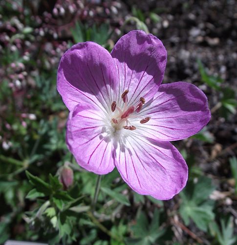 Geranium californicum